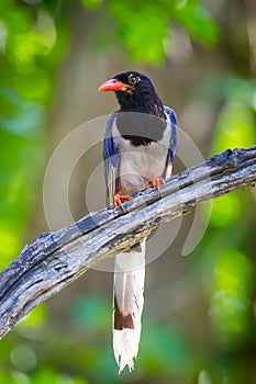 Red-billed blue magpie