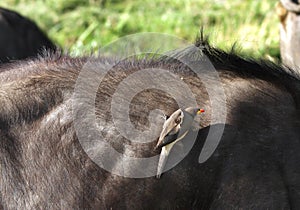 A Red-billed Buffalo-Weaver