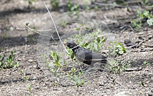 Red-billed Buffalo-Weaver Bubalornis niger Carries a Stick