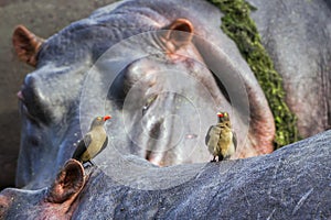 Red-billed Buffalo-Weaver and hippos in Kruger National park