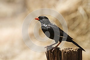 Red-billed Buffalo-Weaver in Kruger National park