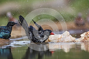 Red billed Buffalo Weaver in Kruger National park, South Africa