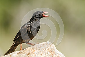 Red billed Buffalo Weaver in Kruger National park, South Africa