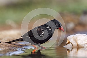 Red billed Buffalo Weaver in Kruger National park, South Africa