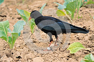 Red-billed Chough