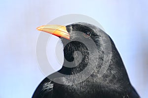 Red-billed chough