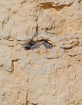 Red-billed Chough pair on rock wall