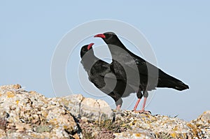 Red billed Chough, Pyrrhocorax pyrrhocorax