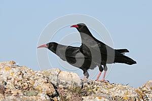 Red billed Chough, Pyrrhocorax pyrrhocorax