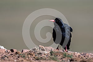 Red-billed chough, Pyrrhocorax pyrrhocorax, Atlas Mountains Morocco