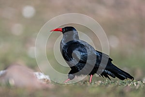 Red-billed chough, Pyrrhocorax pyrrhocorax, Atlas Mountains Morocco