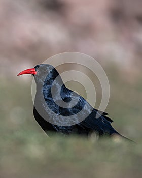 Red-billed chough, Pyrrhocorax pyrrhocorax, Atlas Mountains Morocco