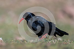 Red-billed chough, Pyrrhocorax pyrrhocorax, Atlas Mountains Morocco