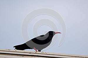 Red-billed chough Pyrrhocorax pyrrhocorax barbarus.