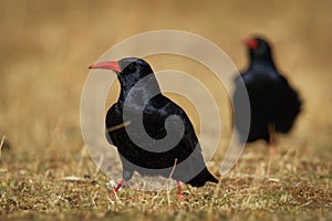 Red-billed Chough - Pyrrhocorax pyrrhocorax, Cornish chough or simply chough is a black bird with the red beak in the crow family