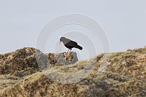 A red-billed chough, Pyrrhocorax pyrrhocorax, on Ouessant in France