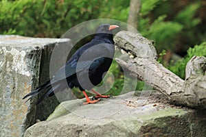 Red-billed chough