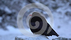 A red billed Chough sitting on a snow covered rock