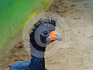 Red-billed Curassow Crax blumenbachii