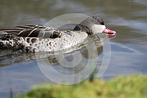 Red billed duck anas erythrorhyncha