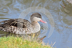 Red billed duck anas erythrorhyncha