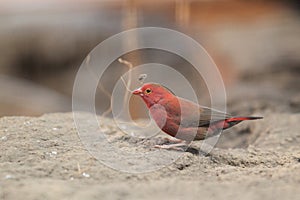 Red-billed Firefinch