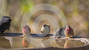 Red-billed Firefinch in Kruger National park, South Africa
