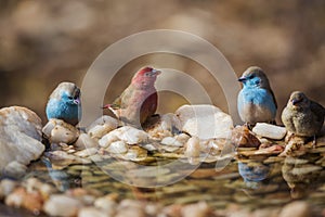 Red-billed Firefinch in Kruger National park, South Africa