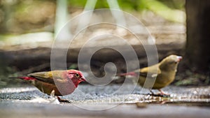 Red-billed Firefinch in Mapunbugwe National park, South Africa