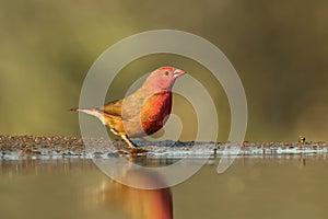 The red-billed firefinch or Senegal firefinch Lagonosticta senegala at the waterhole with green background