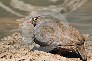 Red-billed Francolin - Wild Birds from Africa - Sad face