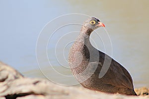 Red-billed Francolin - Wild Birds from Africa - Who are you ?