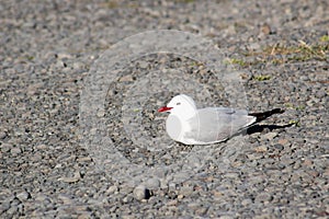 The Red Billed Gull