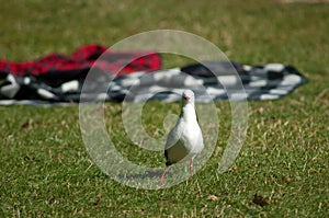 Red billed gull.