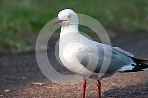 Red billed gull.