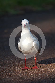 Red billed gull.