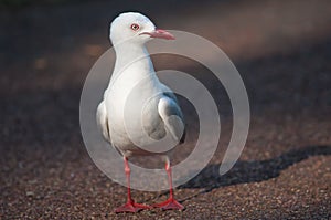 Red billed gull.