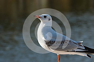 Red-billed gull (2)