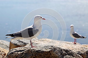 Red-billed Gull