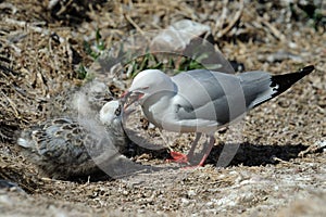 Red-Billed Gull