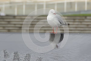 Red-billed Gull in Auckland