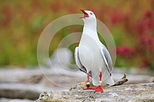 Red-billed gull with bands on its legs