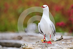 Red-billed gull with bands on its legs
