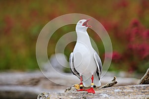 Red-billed gull with bands on its legs