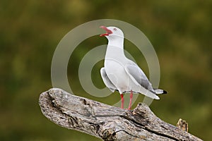 Red-billed gull calling, Kaikoura peninsula, South Island, New Zealand