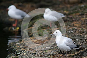 Red-billed gull Chroicocephalus novaehollandiae scopulinus.