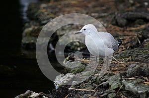 Red-billed gull Chroicocephalus novaehollandiae scopulinus.