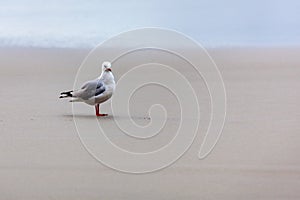 Red-billed Gull Chroicocephalus scopulinus