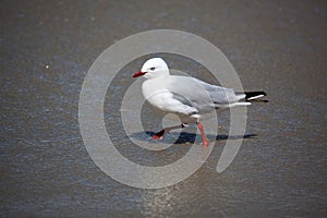 Red-billed Gull (Chroicocephalus scopulinus)