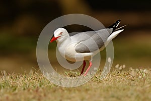 Red-billed Gull - Chroicocephalus scopulinus also Mackerel or Dolphin Gull, native of New Zealand, Maori name of this species is
